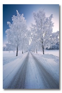 winter trees